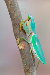 giant Asian shield mantis - Rhombodera basalis