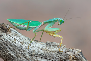 giant Asian shield mantis - Rhombodera basalis