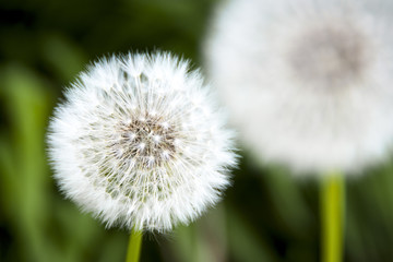 dandelion to blow