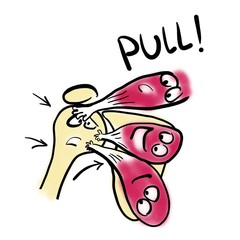 Rotator cuff muscles