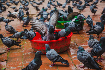 Flocks of  Pigeons at Kathmandu Durbar Square