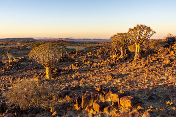 quivertrees namibia africa sunrise