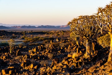 quivertrees desert landscape sunrise