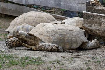 Tortue sillonnée