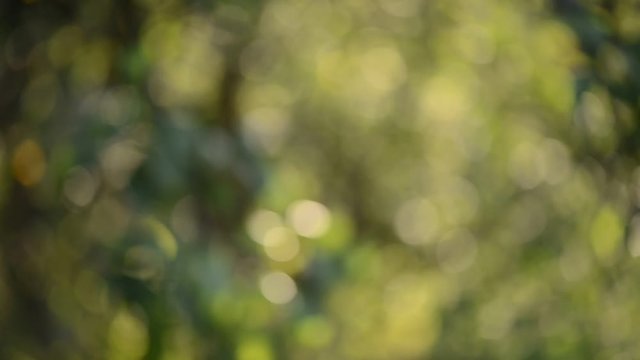 green natural background