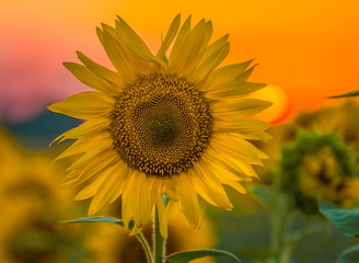 Sunflower at sunset. Blooming sunflower in the Stavropol region. A large kind of flowers.
