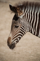 Obraz premium portrait of little zebra in the savannah