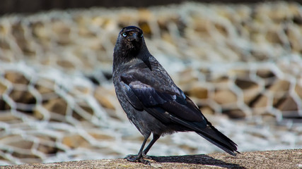 Jackdaw with a blurry background.