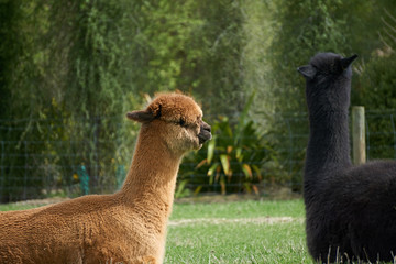 Fototapeta premium Alpaca on farm, New Zealand