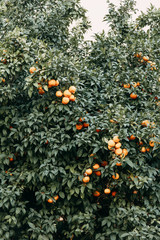 Views of the city of Sorrento in Italy, panorama and top view. Night and day, the streets and the coast. Beautiful landscape and brick roofs. Architecture and monuments of antiquity.
