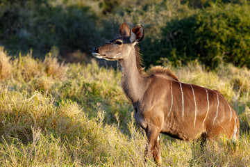 Kudu standing and looking straight ahead