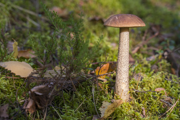 Boletus Edulis. Beautiful edible mushrooms growing in the forest in autumn.