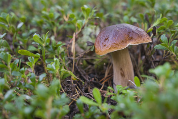 Boletus Edulis. Beautiful edible mushrooms growing in the forest in autumn.