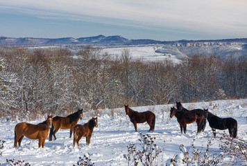 Beautiful scenery with group of brown horses grazing on glade in winter forest at Lagonaki highlands of Caucasus mountains