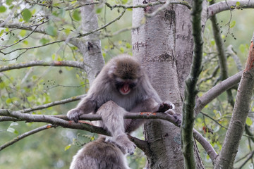 Macaque japonais assis dormant dans un arbre