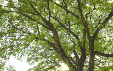 Fototapeta premium Look up at the trees in the forest. The nature of the green tree Has a beautiful branch. The sky is the background.