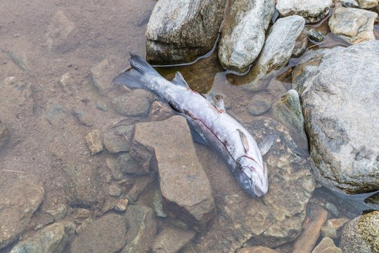 Kleiner toter Fisch in einem klaren Gebirgsbach