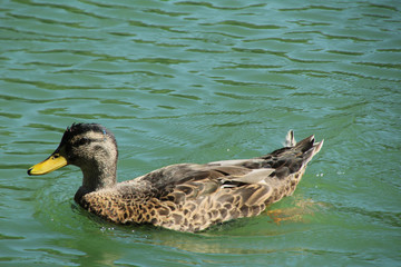 Swimming Duck