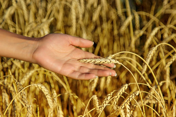 Closeup of the ear of wheat on a human palm