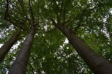 Fototapeta premium Waldimpressionen