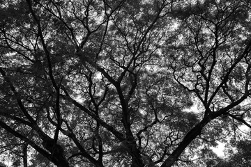 Look up at the trees in the forest. The nature of the green tree Has a beautiful branch. The sky is the background.Black and White concept.