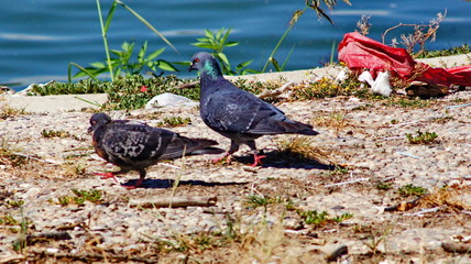 Pidgeons