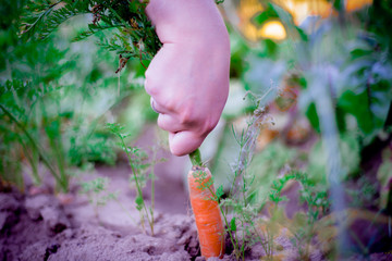 carrots are pulled out of the earth