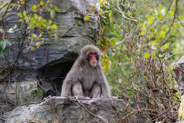 Macaque japonais assis