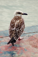 A seagull on the pond