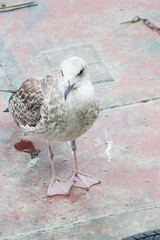 Obraz premium A seagull on the pond