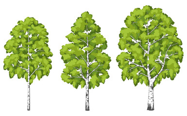 Naklejka premium Birch tree. A set of images.