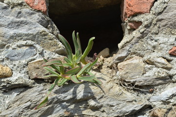 piante grasse
