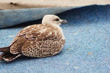 A seagull