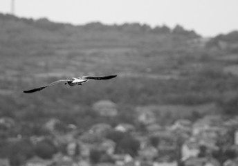 A seagull