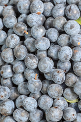 Close up view on ripe sloe berries 