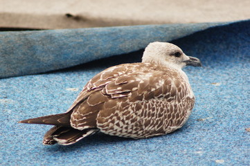A seagull
