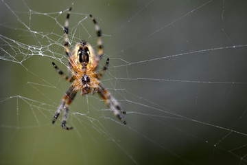 spiders weave a web