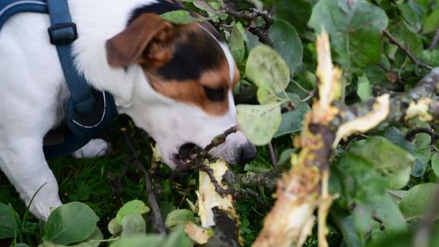 Jack Russell nibbles stick on the grass in the Park