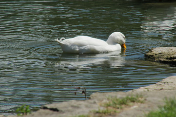 White Bird in the Water