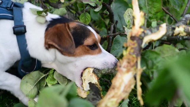 Jack Russell nibbles stick on the grass in the Park