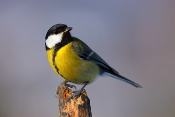 Obraz premium Piękne bogatka (Parus major)