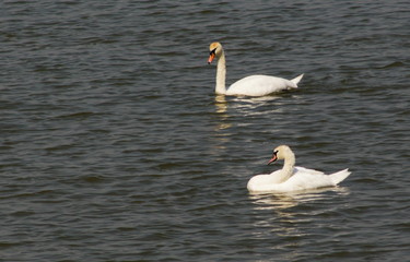 Swan in water