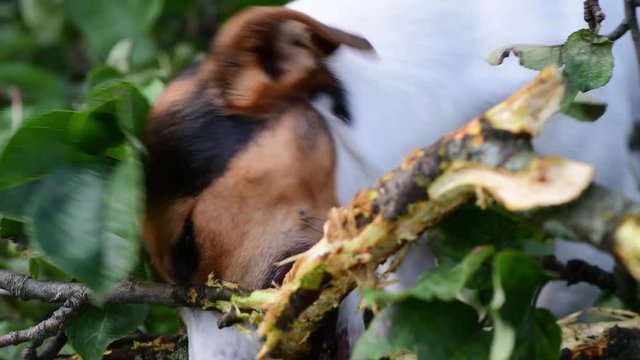 Jack Russell nibbles stick on the grass in the Park