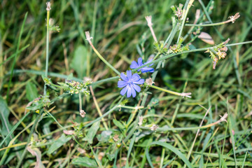 medicinal plant flower chicory applied in medicine background design