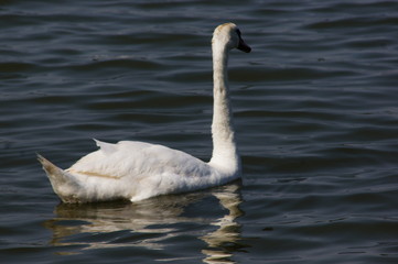 Swan in water