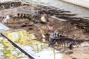 Open mouth crocodiles