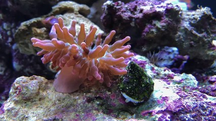 Sea anemone actinia, snail and fish in aquarium. Amazing, beautiful underwater world.