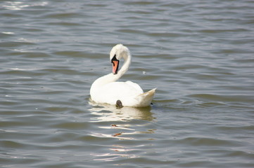 Obraz premium Swan in water