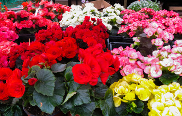 Sale of flower seedlings on the market in Riga.Latvia
