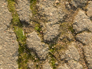 Old cracked asphalt, in the crevices of sand and moss